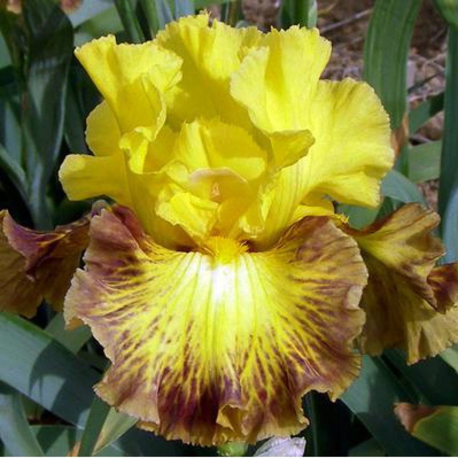 Ирис болд вижион