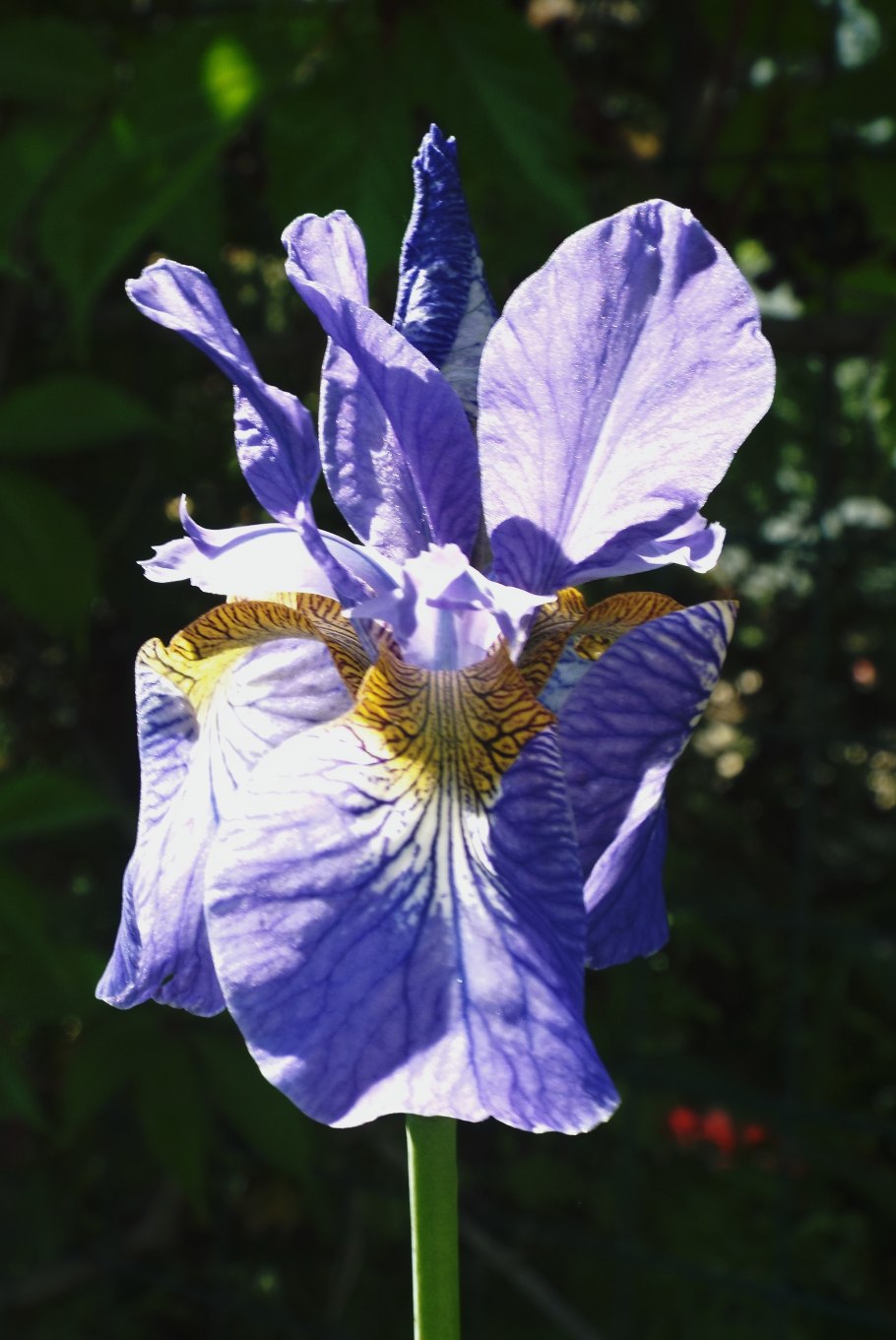 Ирис сибирский iris sibirica