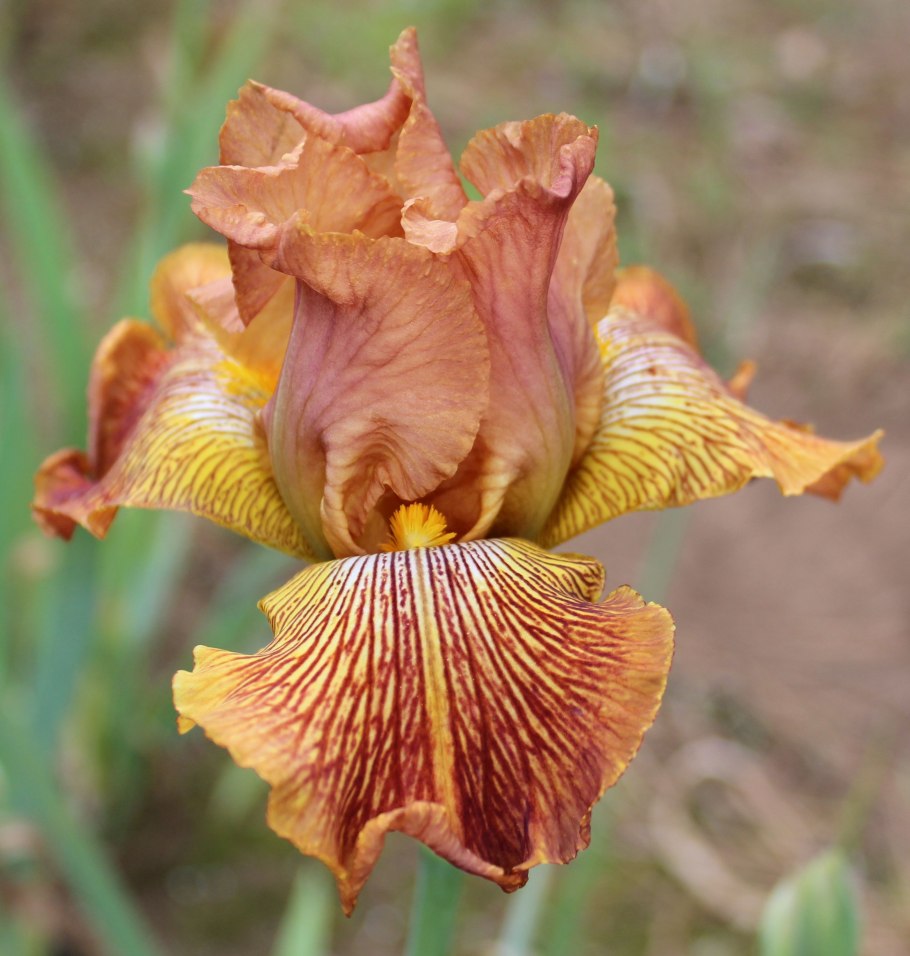 Ирис apricot silk