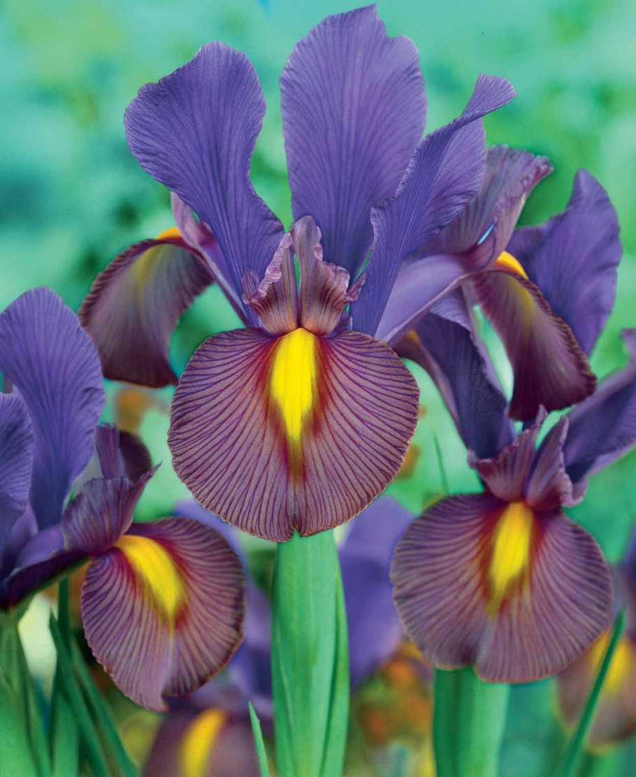 Ирис луковичный