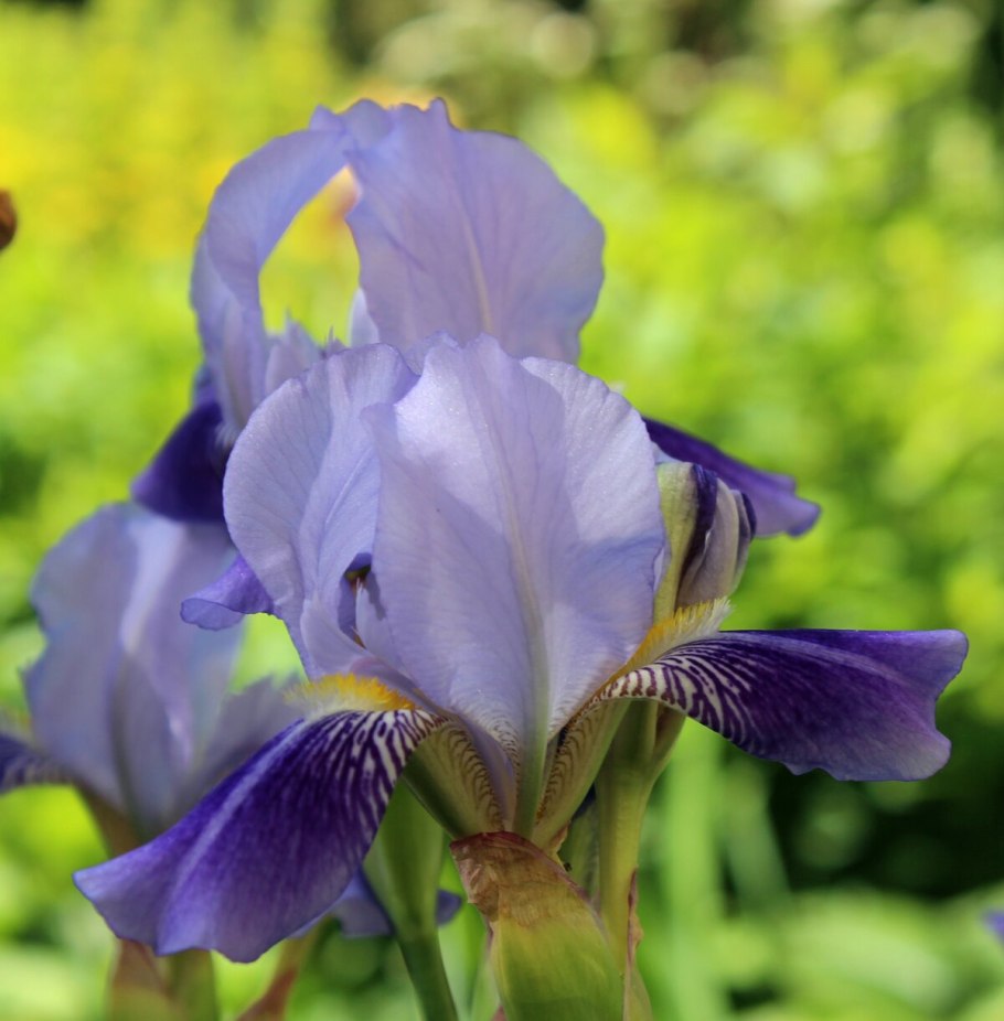 Ирис иберийский