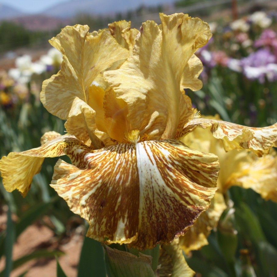 Ирис оранж тайгер