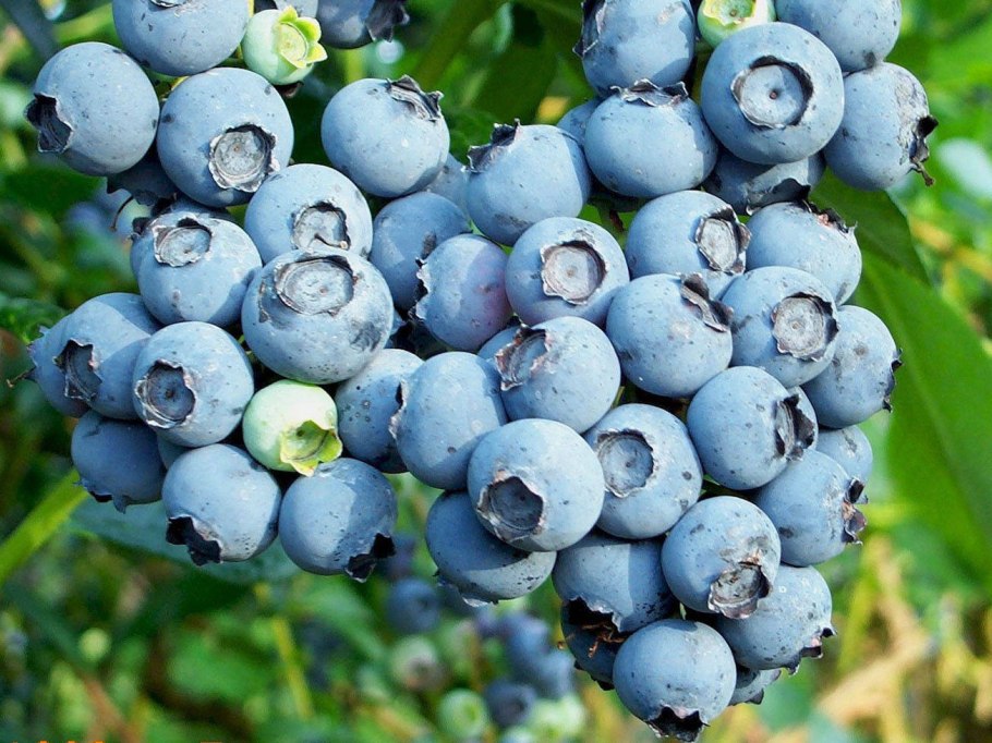 100-150 Грамм голубики это