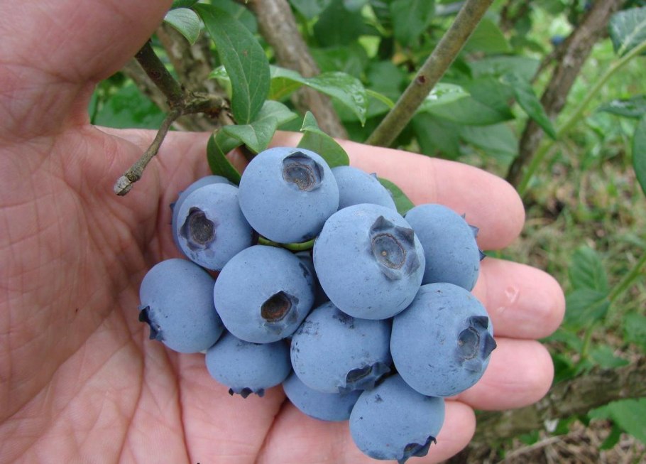 Лохина ягода