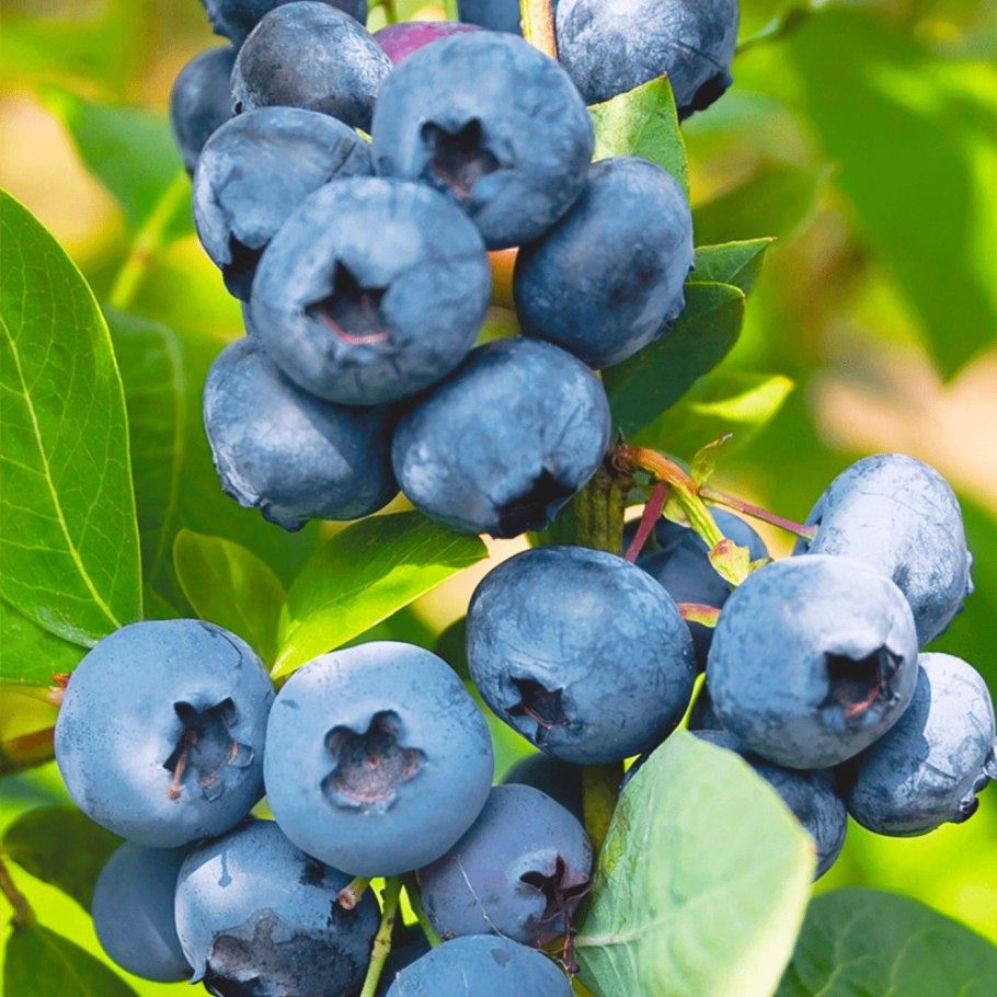 Голубика садовая