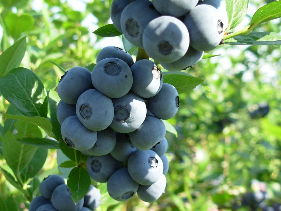 Голубика Блюкроп