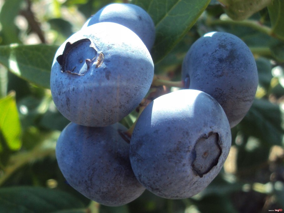 Голубика Блюголд