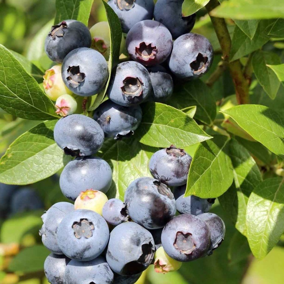 Саженцы голубика блюголд