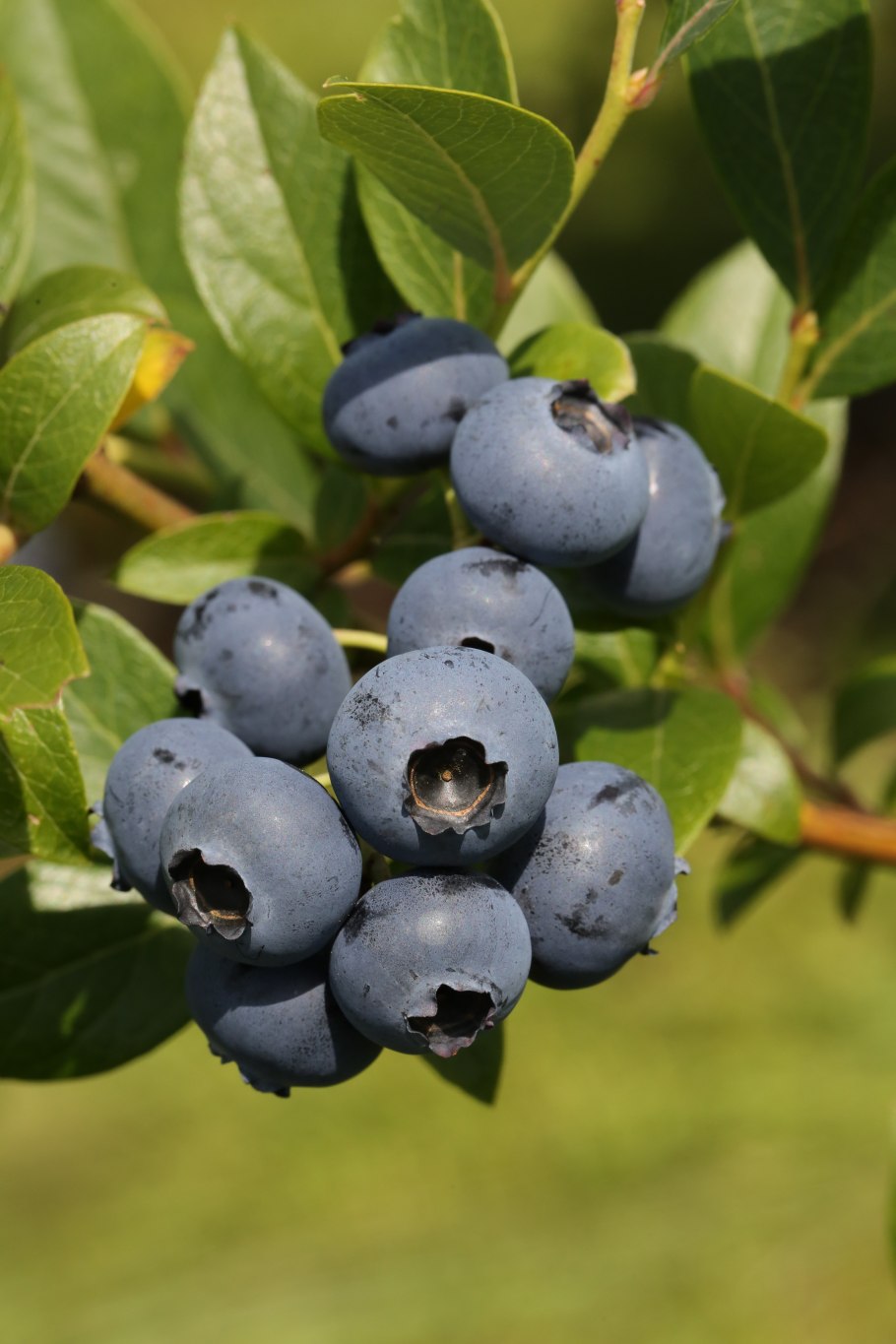 Vaccinium corymbosum 'Razz'