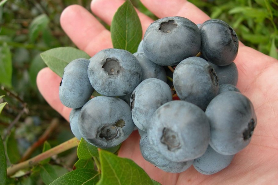 Голубика большая