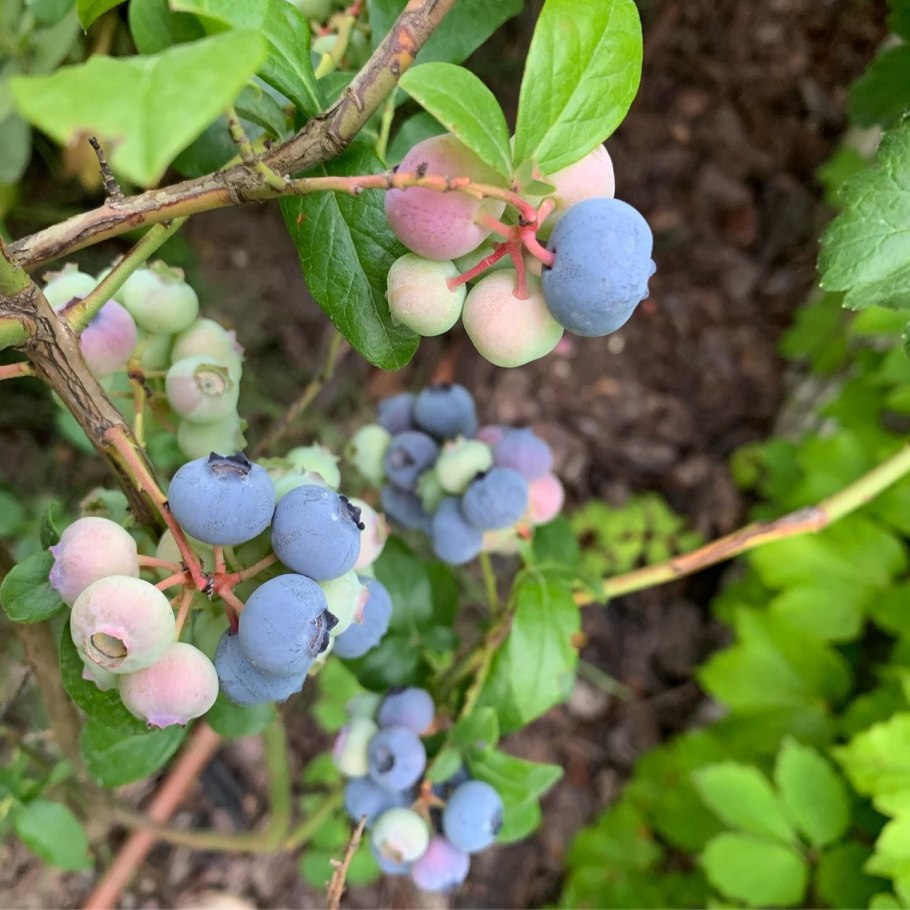 Блуберри ягода