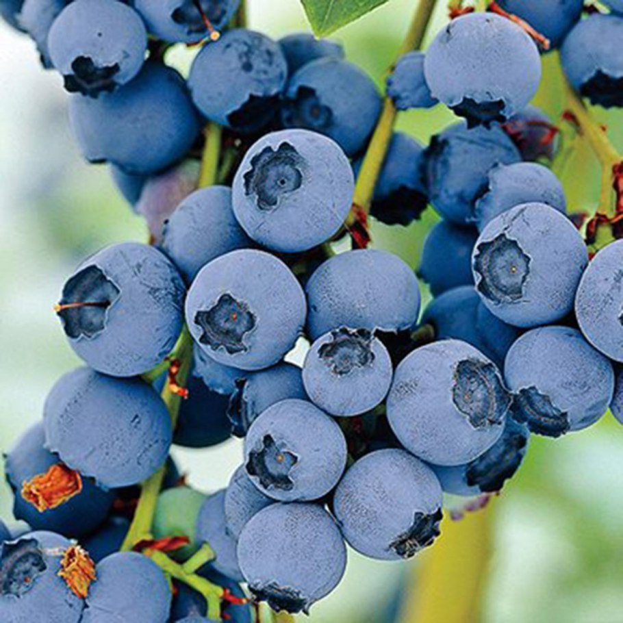 Голубика Чандлер