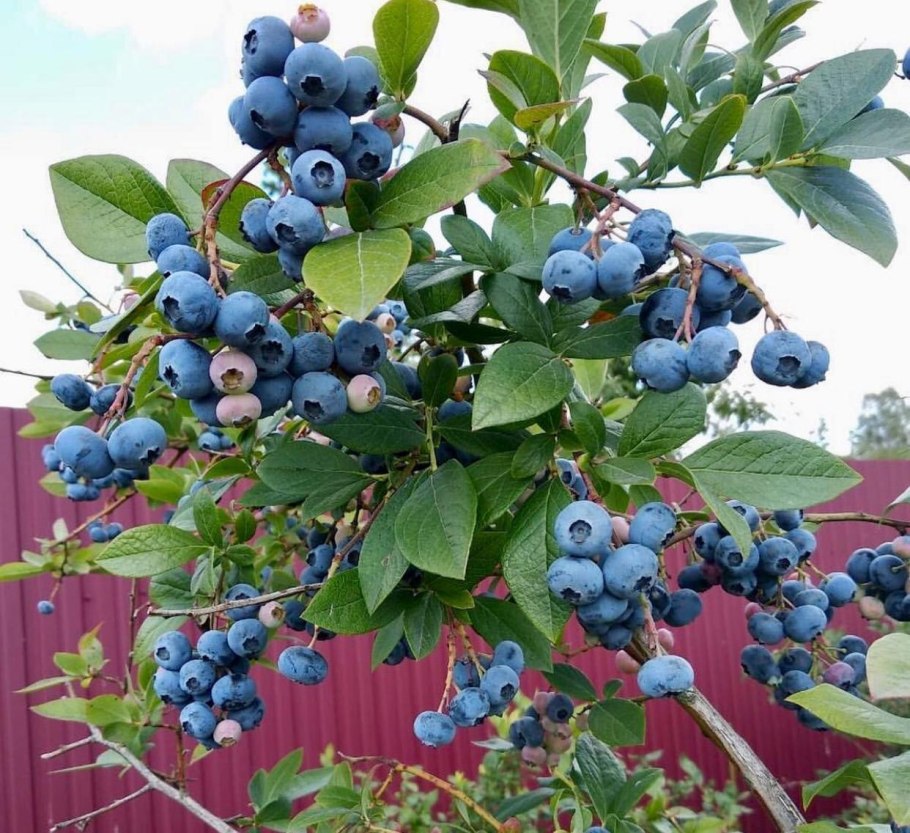 Голубика высокорослая торо