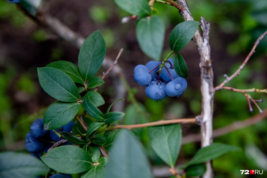 Голубика Норт Блю