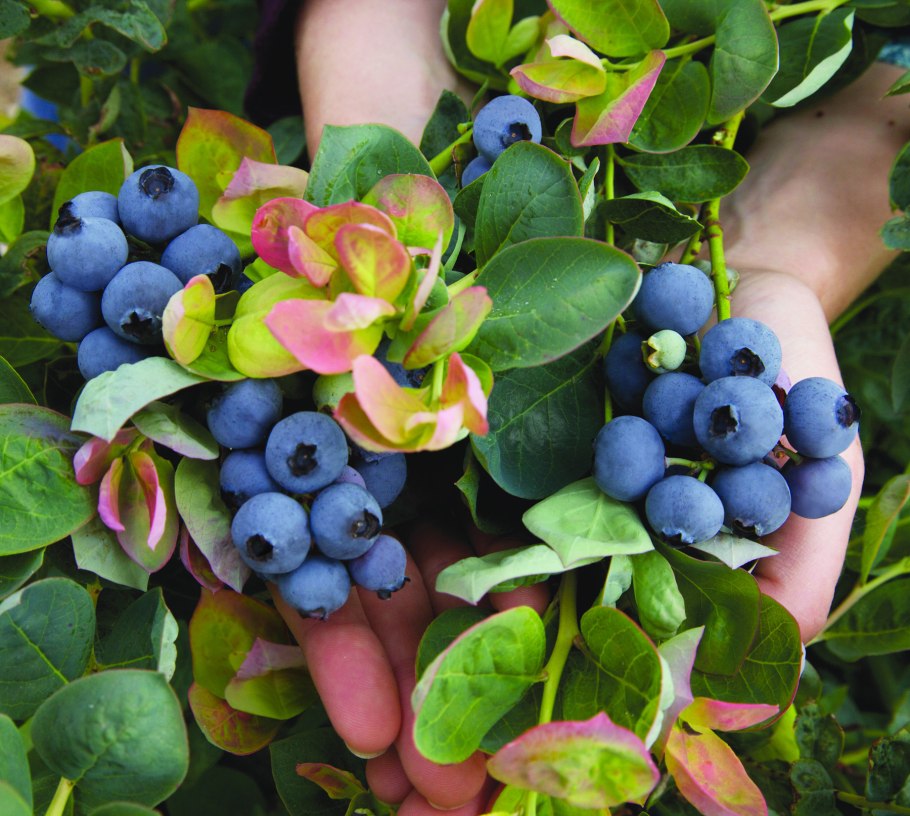 Голубика высокорослая Блюголд