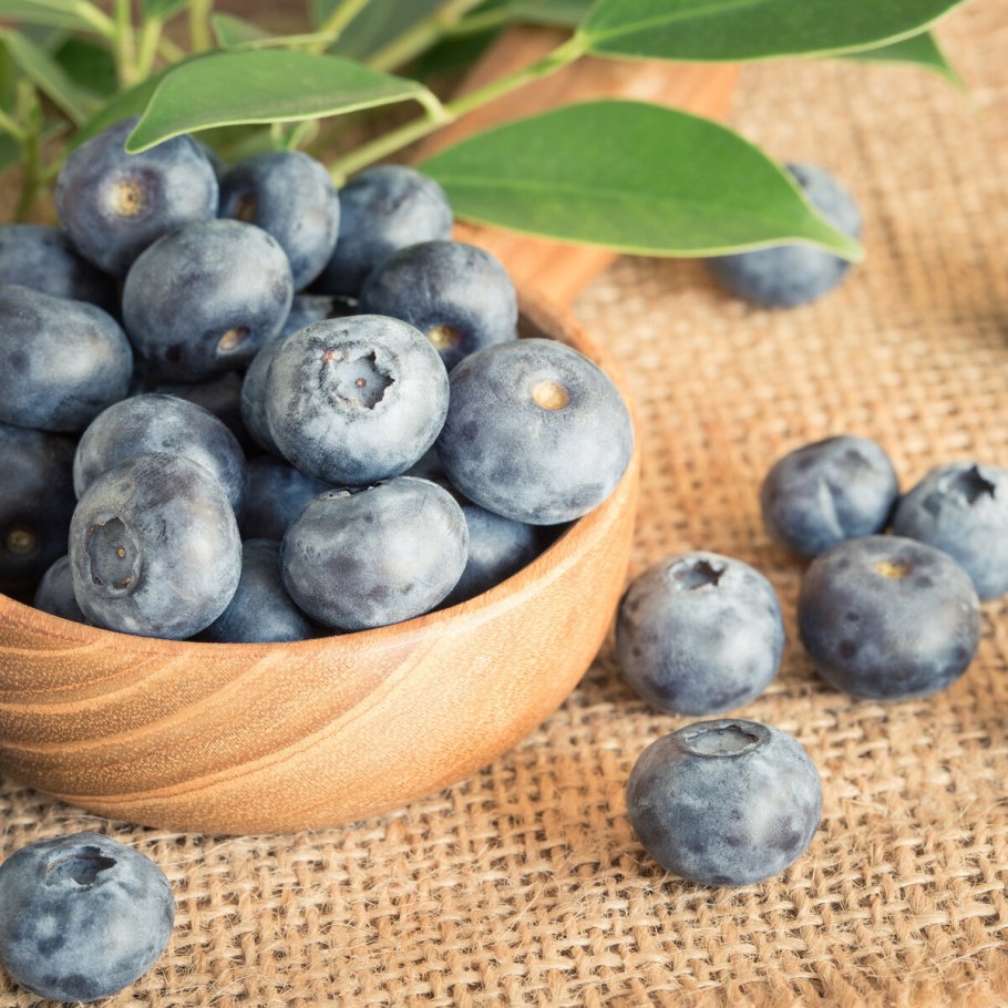 Голубика норт блю