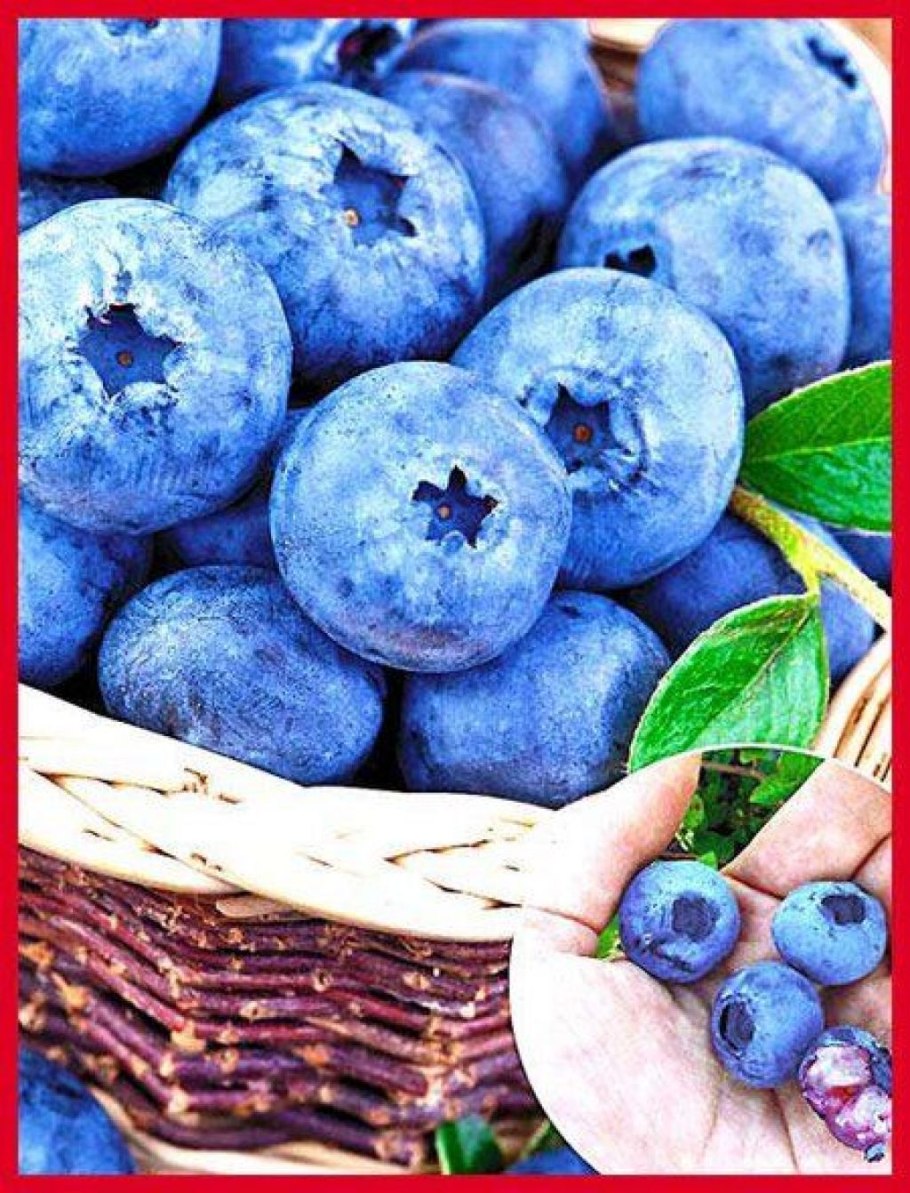 Голубика высокорослая Блюкроп