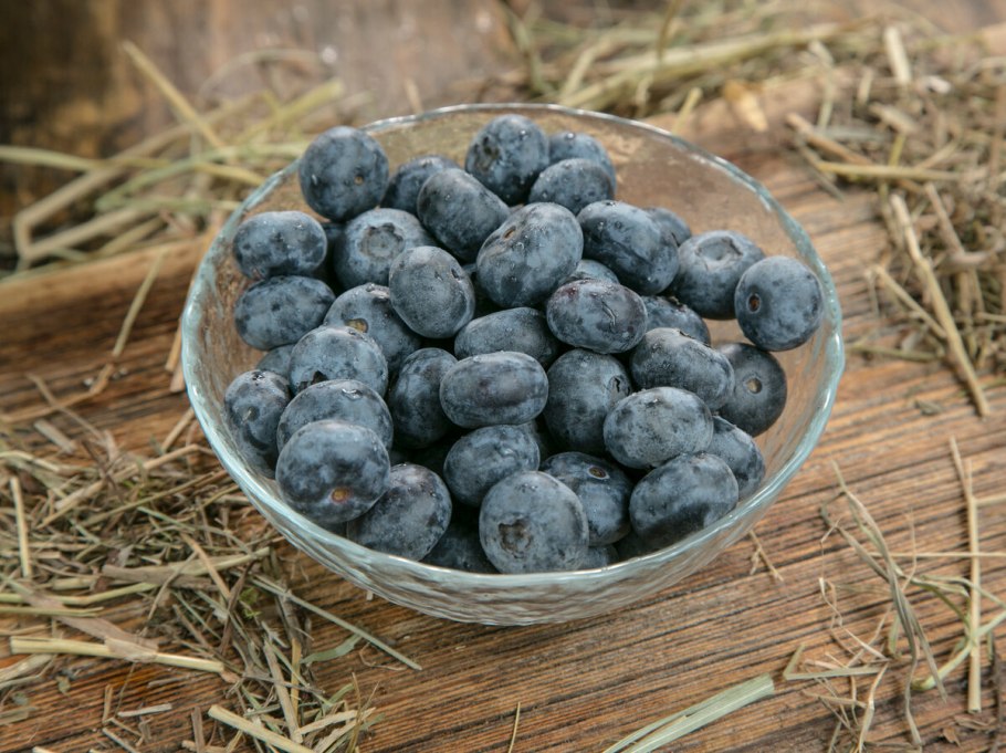 Голубика Бригитта Блю