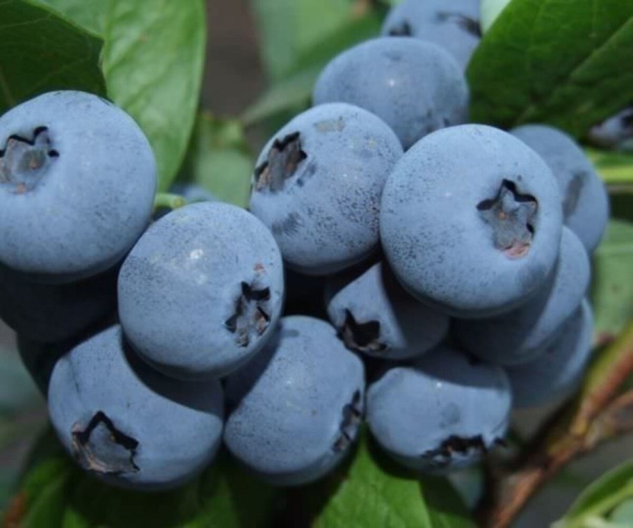 Голубика высокорослая блюкроп