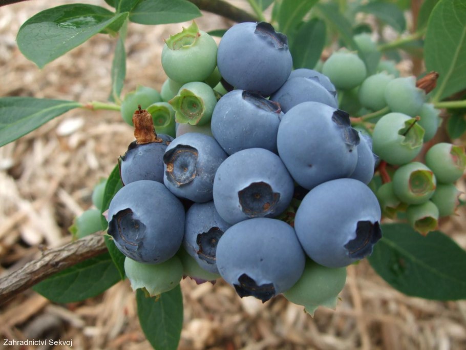 Голубика Садовая джерси