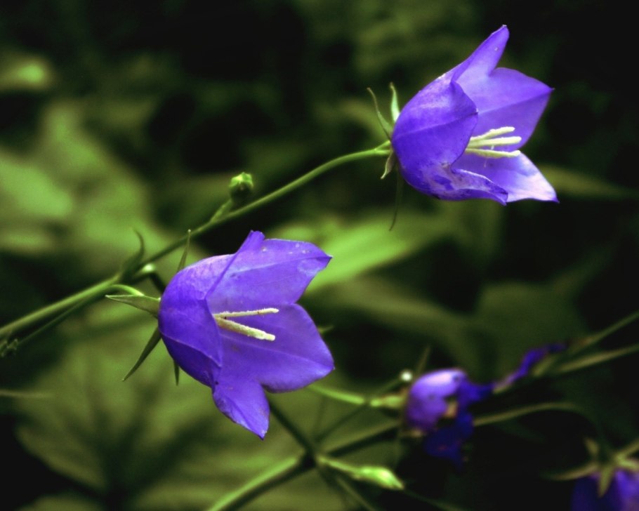 Колокольчик Азур Бьюти