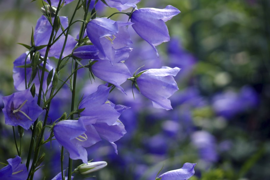 Колокольчик персиколистный (Campanula persicifolia l.)
