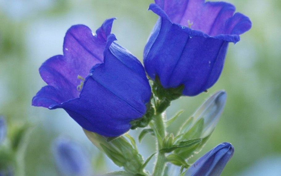 Колокольчик персиколистный (Campanula persicifolia &#96;Takion Blue&#96;)