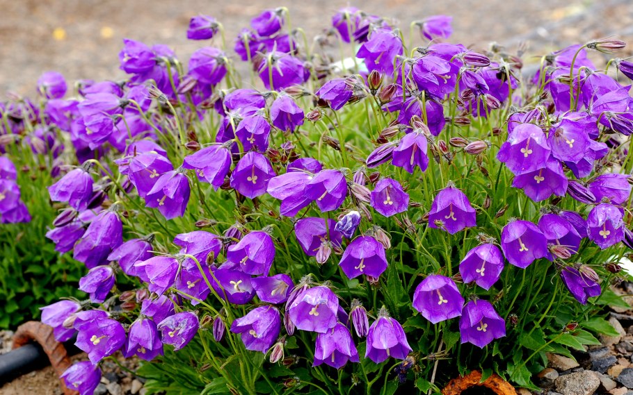Колокольчик Campanula