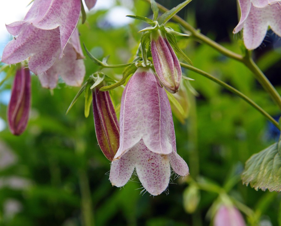 Колокольчик узколистный