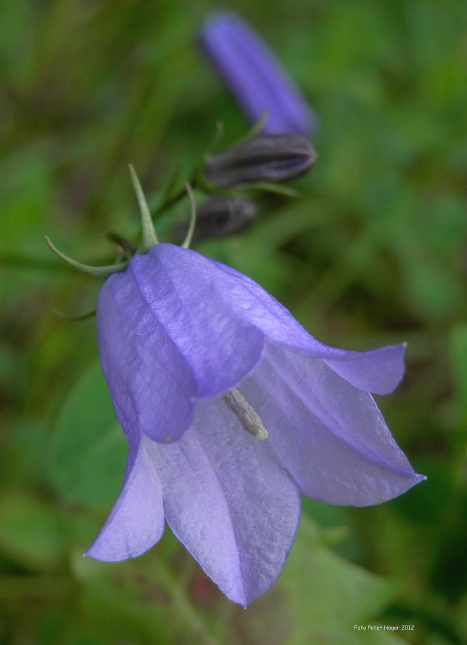 Колокольчик Кампанула