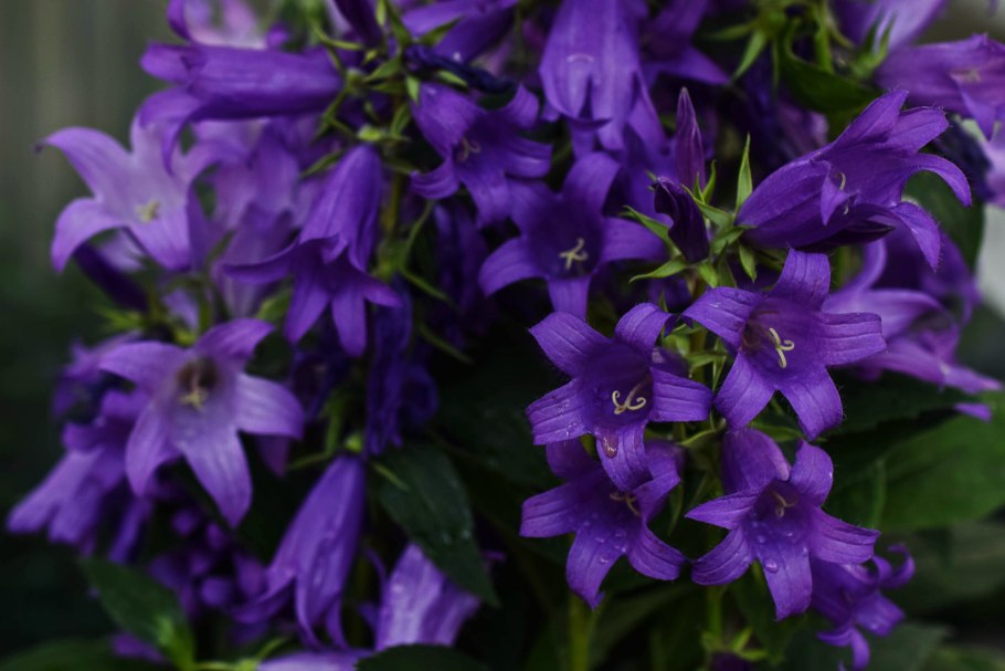 Колокольчик персиколистный (Campanula persicifolia l.)