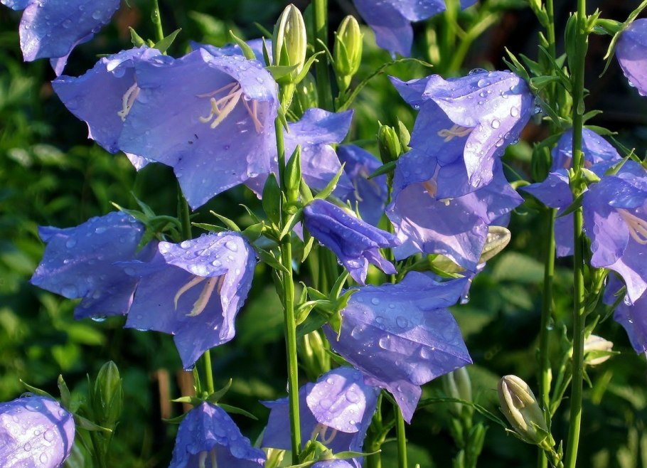 Колокольчик чесночнолистный