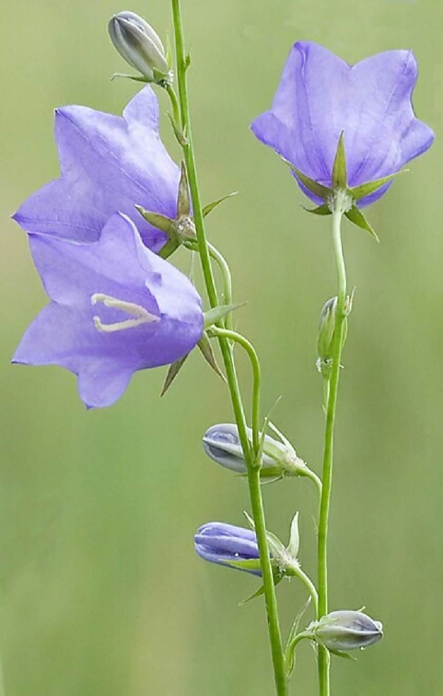 Кампанула колокольчик сиреневый