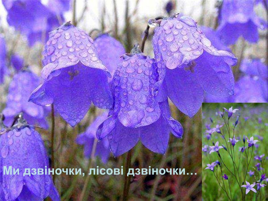 Колокольчик узколистный