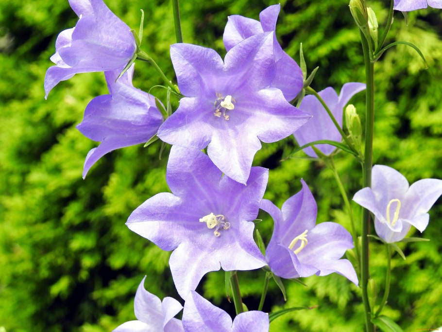 Кампанула колокольчик