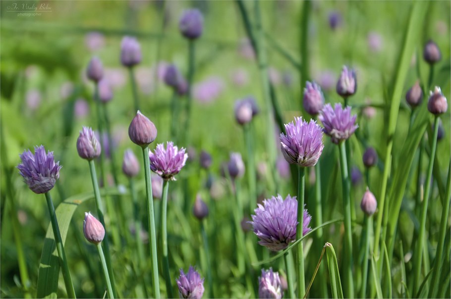 Лук Allium olympicum