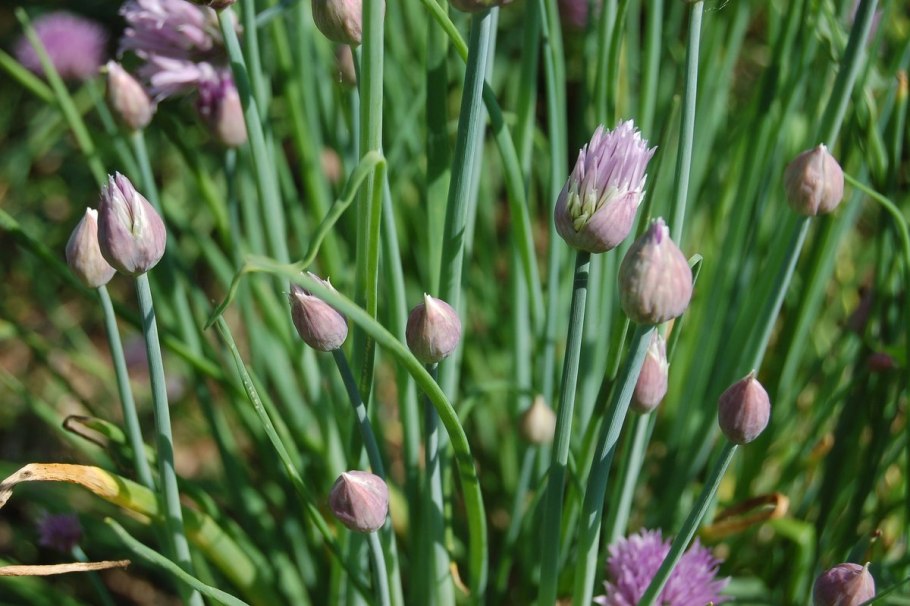 Allium schoenoprasum