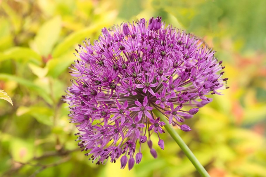 Лук КЛУБОЧНЫЙ