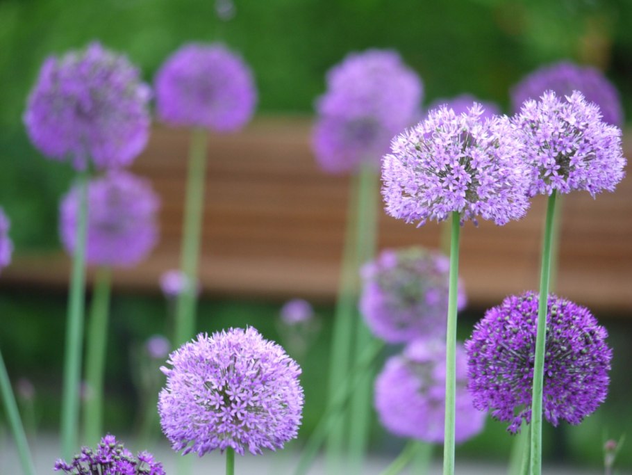 Allium hair аллиум Хаир лук