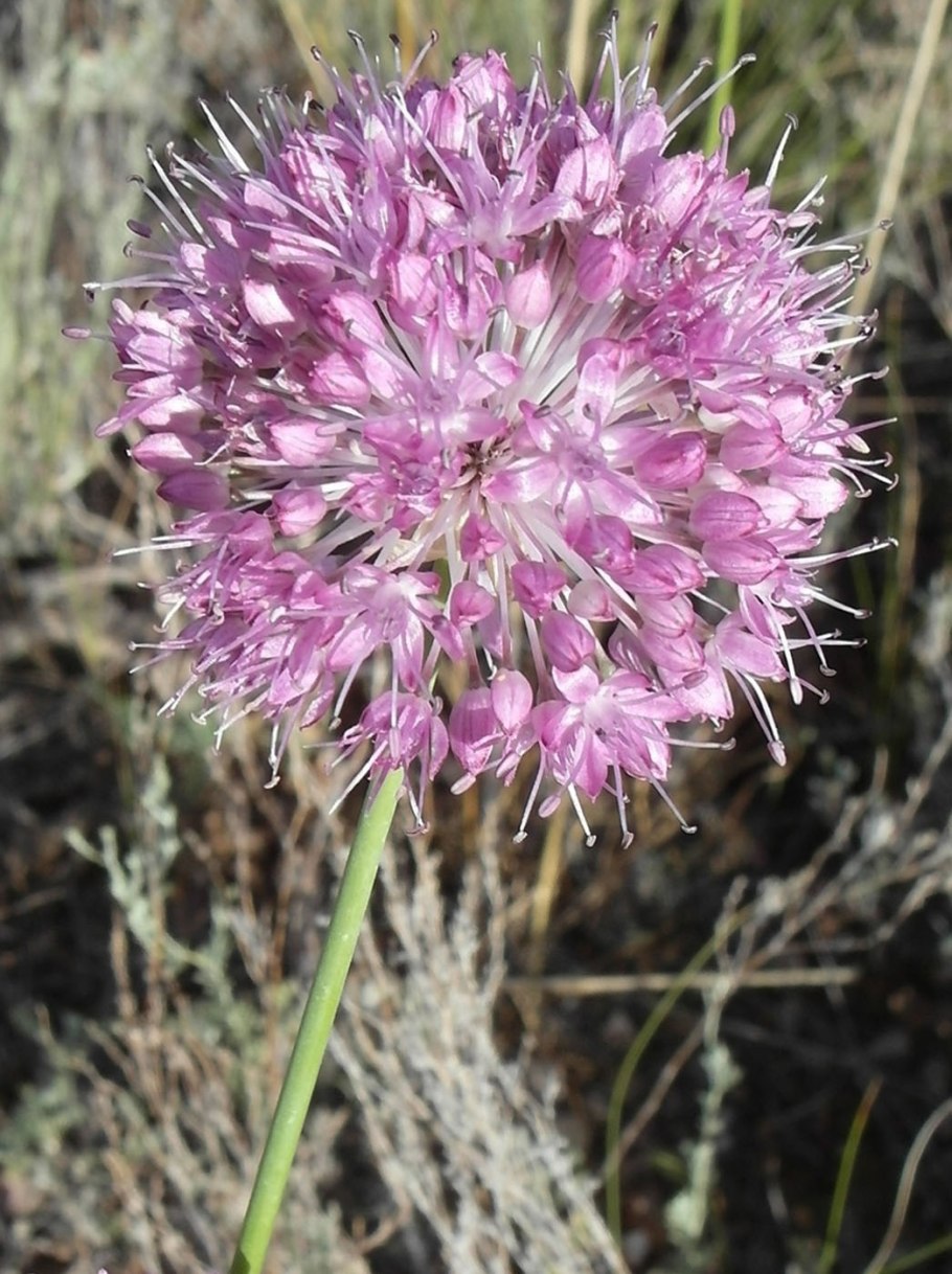 Лук Индерский Allium inderiense