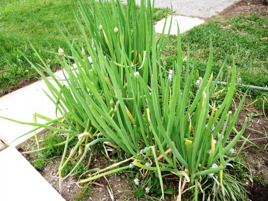 Лук круглый (Allium rotundum l.)