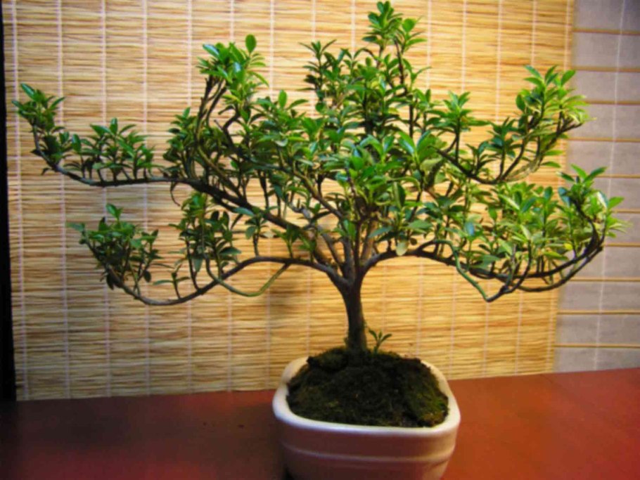 Euonymus japonicus Kathy