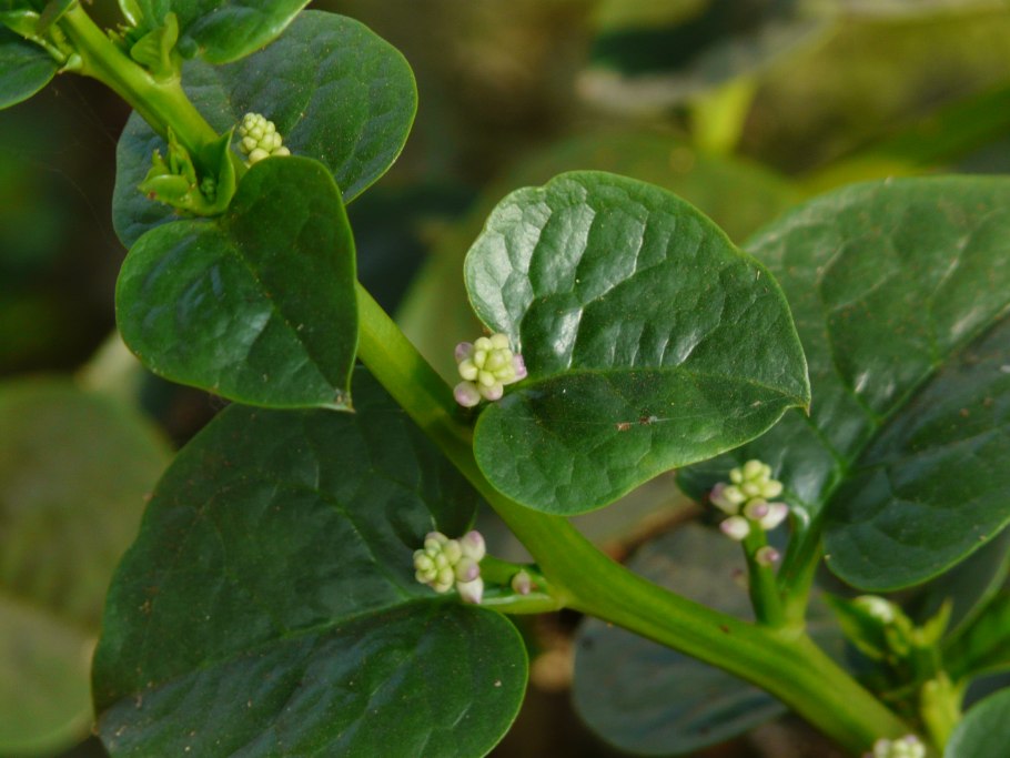 Лиана Базелла белая