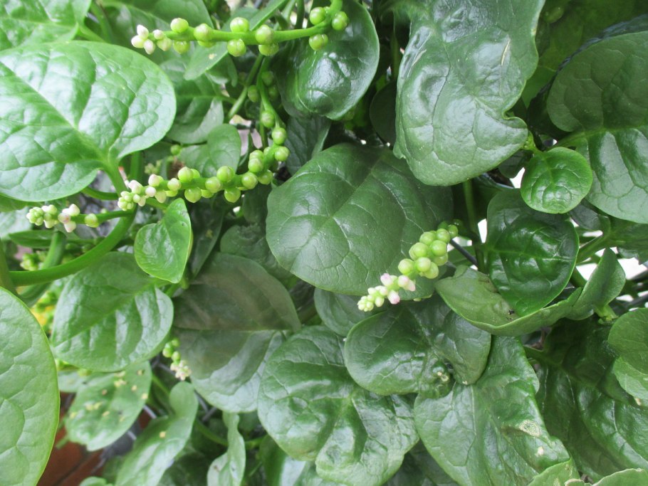 Базелла Альба растение