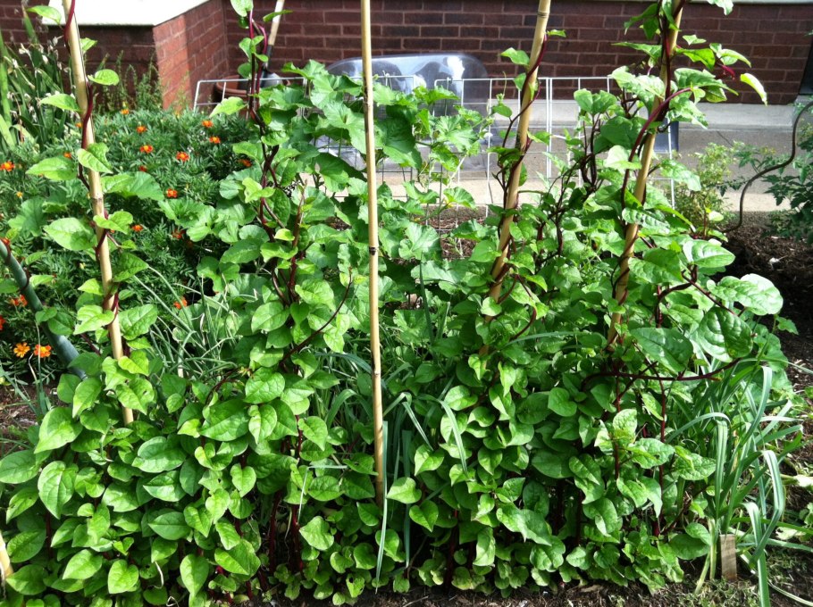 Базелла растение