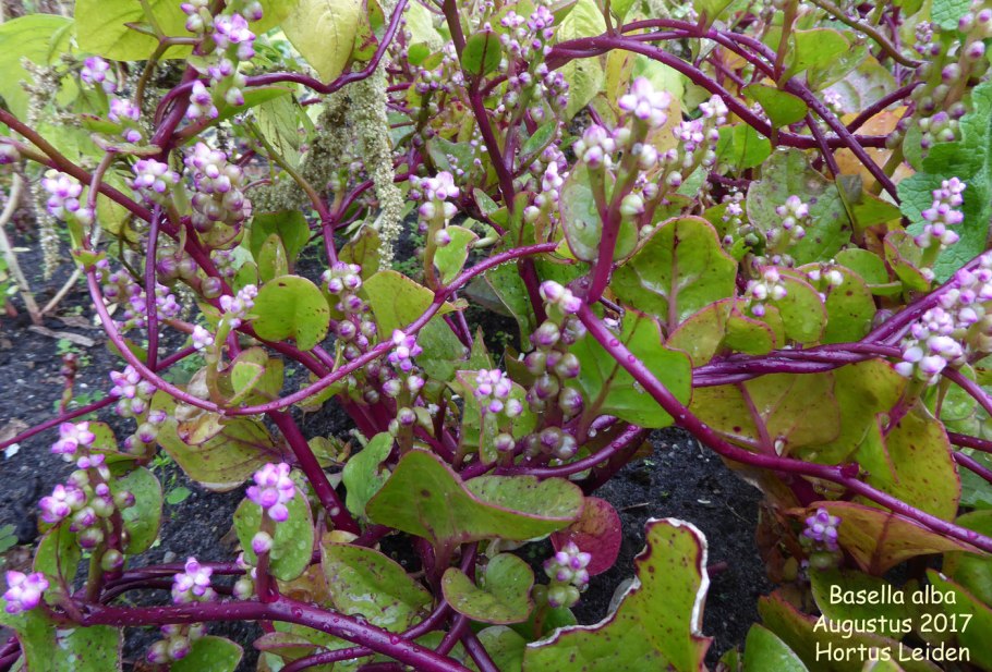 Базелла Альба растение