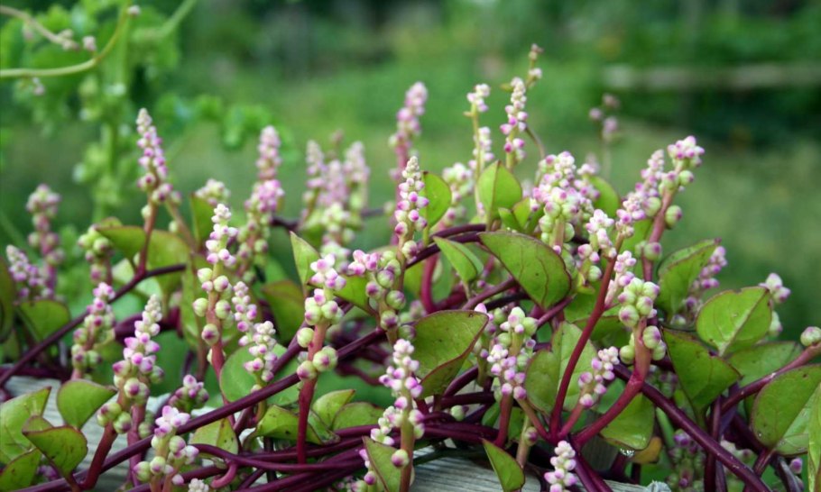 Базелла Альба