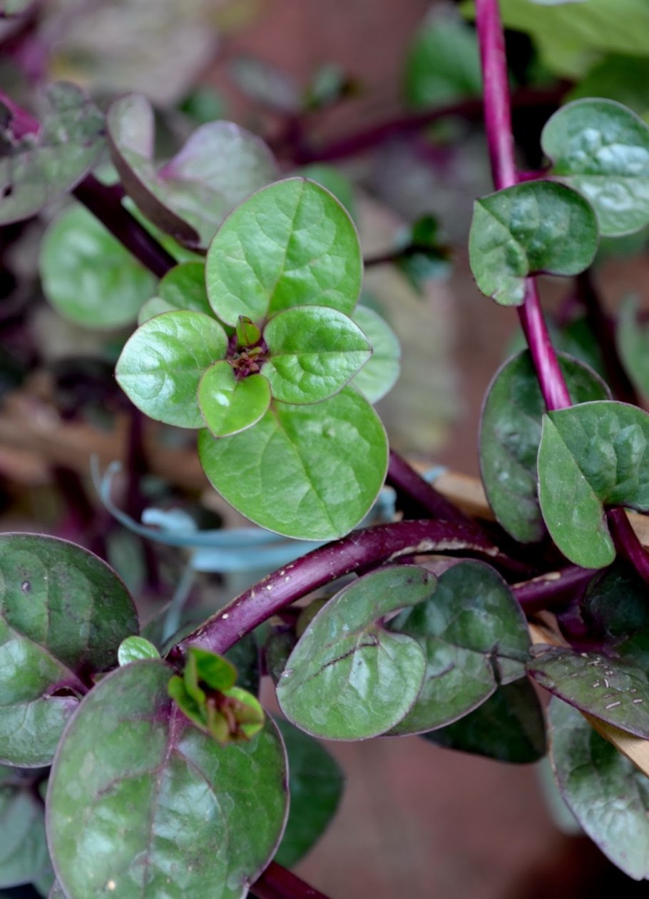 Базелла на арке