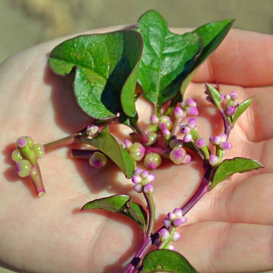 Лиана базелла