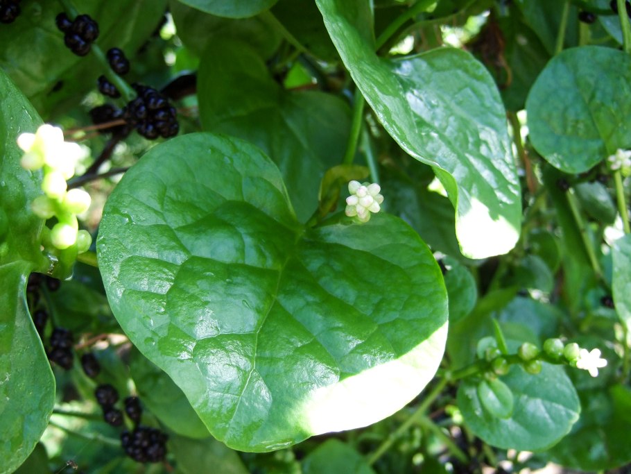 Базелла малабарский шпинат